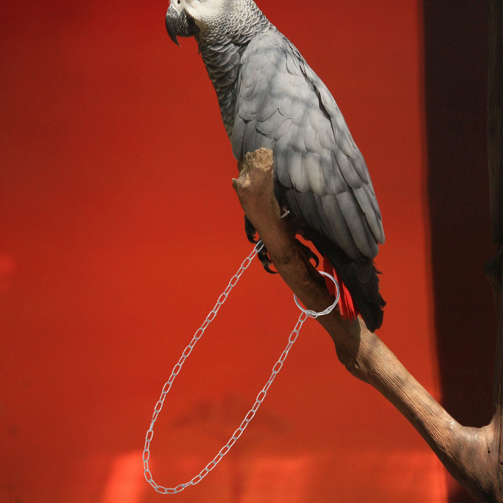 1Pcs Stainless Steel Parrot Fo - Anklet Foot Chain 评论和价格